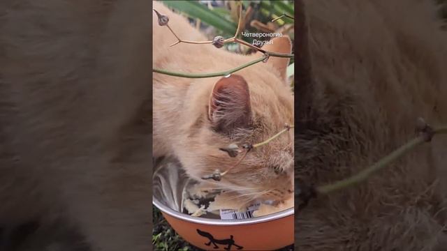 Забрала бездомного кота с заправки домой🥹 #ставрополь #помощьживотным смотреть онлайн