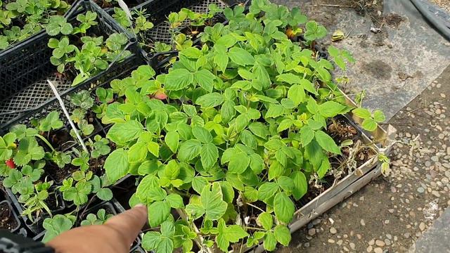 Саженцы ЗКС клубники, голубики, жимолость и малина.