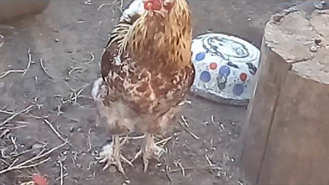 Подросли мои цыплята смотреть онлайн