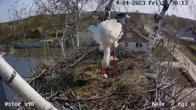 ?Аисты делают гнездо и аистят? ¯\_(ツ)_/¯ . 14 апреля 2023 смотреть онлайн