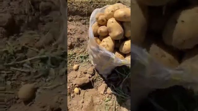 ИРАНСКИЙ КАРТОФЕЛЬ ? СОРТ САНТА СУПЕР ВКУСНАЯ IRANIAN POTATO ? SANTA VARIETY SUPER TASTY ШИРАЗ смотреть онлайн