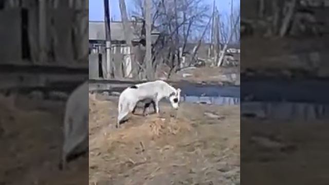 собака воет как волк смотреть онлайн