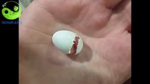 Рождение волнистого попугайчика! Трогательно очень!