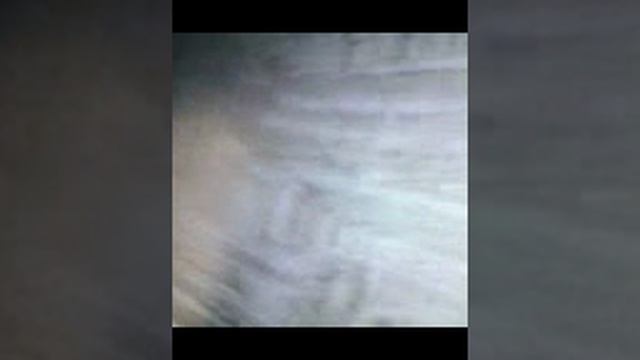 фокус на кошке