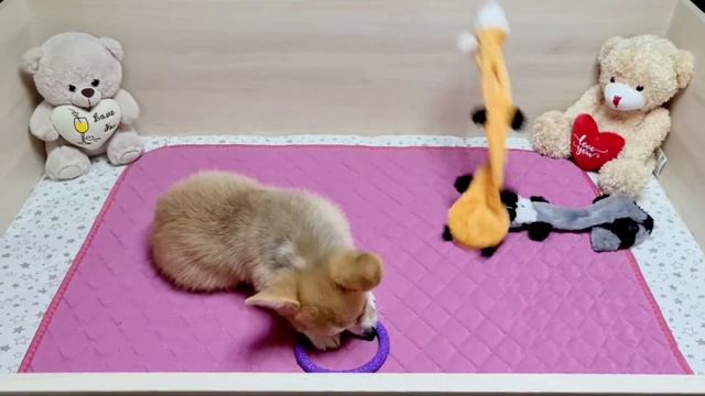 Вельш корги пемброк ЭЙС ЭЛЕГАНТ смотреть онлайн
