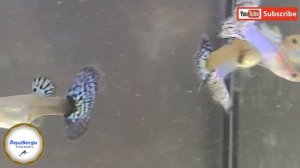 Скрестил гуппи японских и с мозаика/Crossed Japanese guppies with mosaic