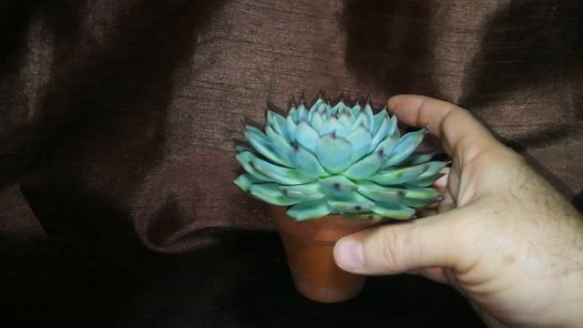 Echeveria Cuspidata