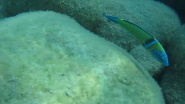 Подводное царство смотреть онлайн