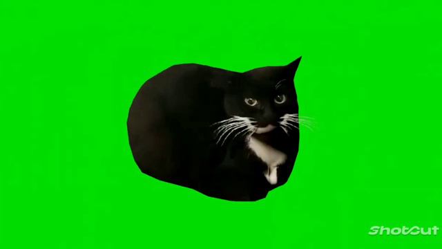 #мем кот.#maxwell