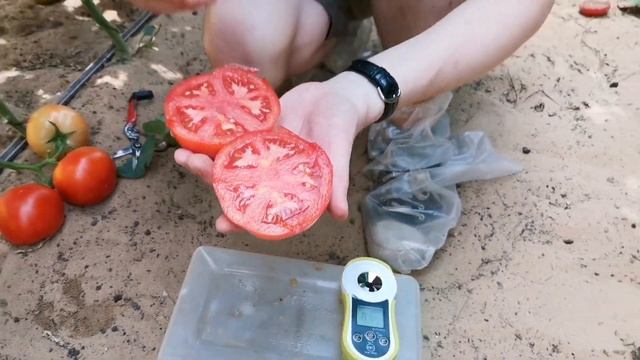 Томат Финалист F1 смотреть онлайн