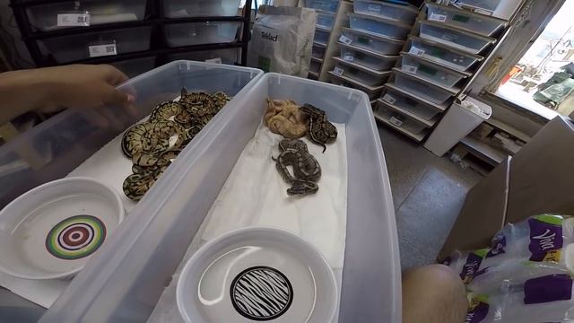 2016 Ball Python Clutch 1 & 2 Update! смотреть онлайн