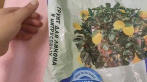 Оригинальное растение - комнатный мандарин. Пересаживаем по правилам..