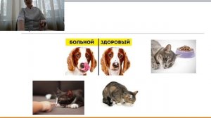 Болезни желудка у собак