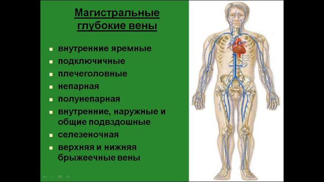 Магистральные поверхностные вены. Магистральные глубокие вены