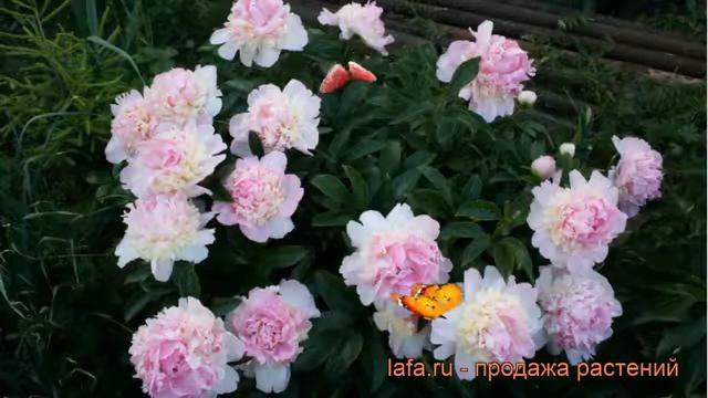 Пион травянистый Расберри Санди (paeonia) ? обзор: как сажать, рассада пиона Расберри Санди смотреть онлайн