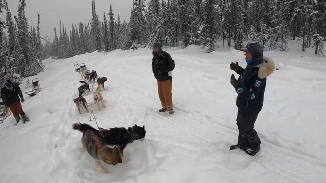 Dog Sledding Black Spruce Dog Sledding 2/18/21