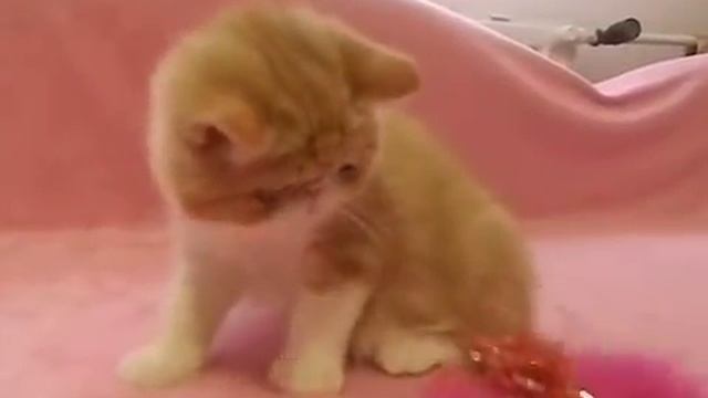 Питомник персов и экзотов Ket Murket http://ketmurketbaffi.jimdo.com/ смотреть онлайн