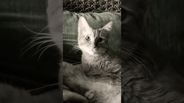 Симба потерял друга.... но...? смотреть онлайн