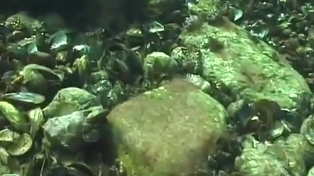 © Рапана Rapana Venosa O  Змеиный   01   Video Dr  Oleg Kovtun