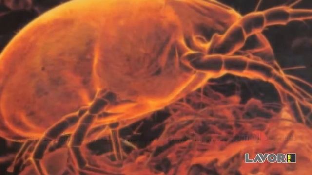 GENERADOR VAPOR LAVOR GV 3,3 M PLUS смотреть онлайн