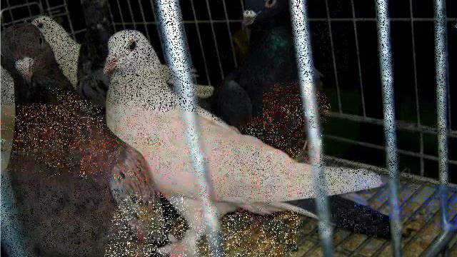 Выставка голубей. Рязань 25 февраля 2012г..wmv смотреть онлайн