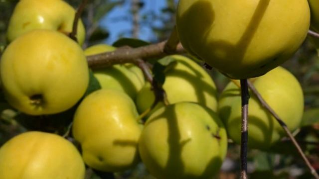 Сорт яблони Папироянтарное смотреть онлайн