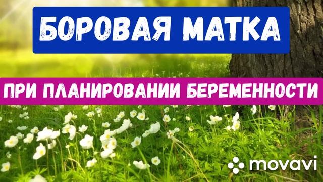 Боровая матка при зачатии. Состав и лечение. смотреть онлайн