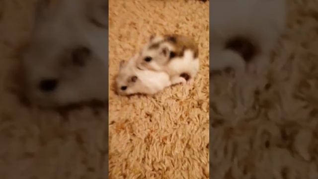 Спаривание джунгарских хомячков #хотим хомячат #хомяк смотреть онлайн