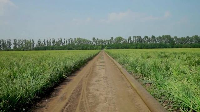 GS 318 F1 - реннеспелый гибрид номерного репчатого лука смотреть онлайн