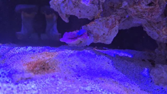 Reef tank update! I hate turbo snails!! ? смотреть онлайн