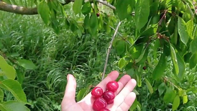 Заготовка ягод на зиму? вкусно и полезно смотреть онлайн