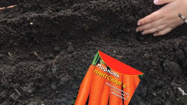 Морковка активно пойдет в рост и будет как с картинки: несколько моих хитростей