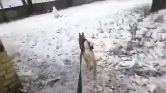 Западно- Сибирская лайка VS Лютый снеговик ))) смотреть онлайн