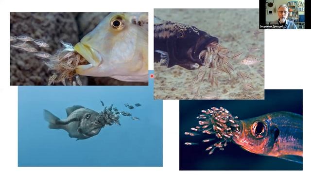 Зворыкин Д.Д. «Кормление потомства орально инкубирующими цихлидами: форма родительской заботы...» смотреть онлайн