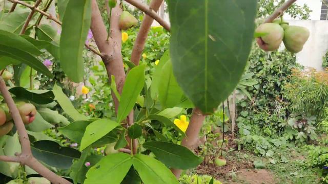 #homegardening #WaterApple... Scientific Name #Syzygium aqueum..@Aruna Mareddy смотреть онлайн