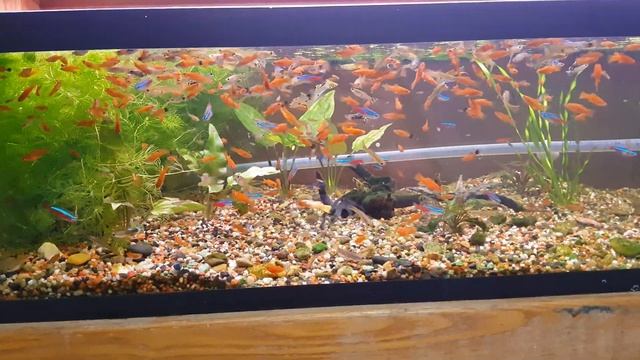 Разведение гуппи и меченосцев без отсадников в общем аквариуме смотреть онлайн