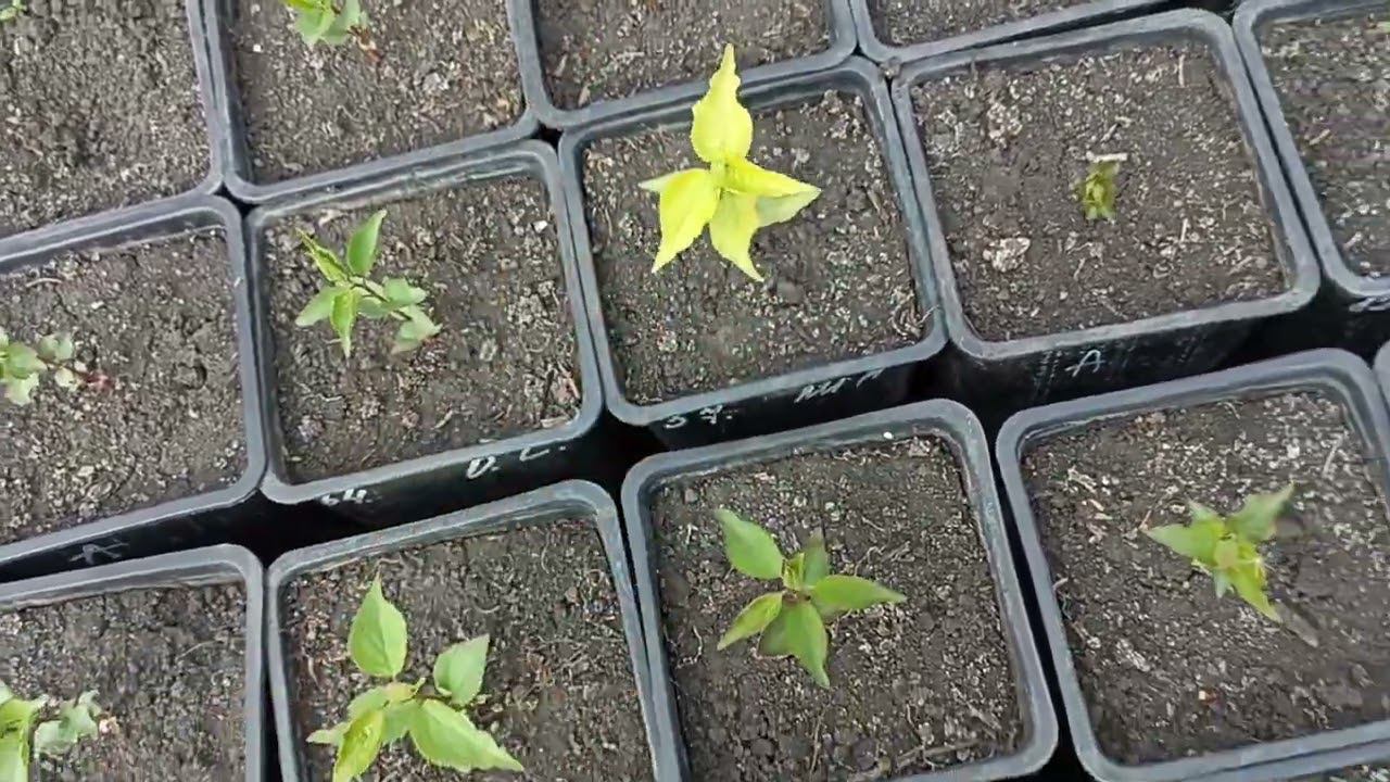 Осмотрт сеянцев плодовых в горшках. выращивание подвоя для сада. смотреть онлайн