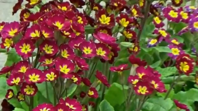 Примулы - цветы весны. смотреть онлайн