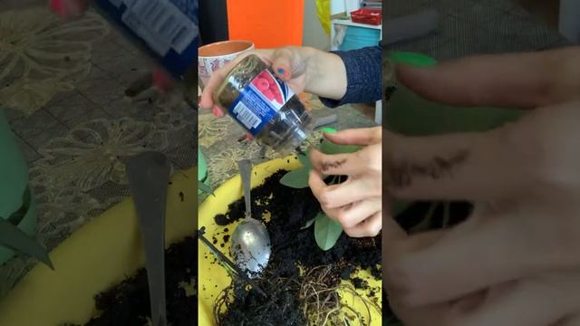 Осенняя пересадка шефлер смотреть онлайн