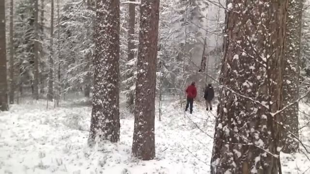 валим сухую сосну смотреть онлайн