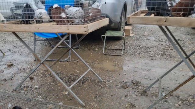 Голуби цены Птичий рынок г Пятигорск -ч2 смотреть онлайн