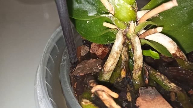 Как быстро побороть трипса на орхидеях фаленопсис , мой опыт. смотреть онлайн