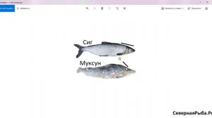Муксун и сиг - чем отличается рыба