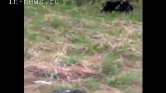 Медведь на дороге (ВЦС от 20.06.14) смотреть онлайн