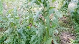 Чернокорень-гроза грызунов.