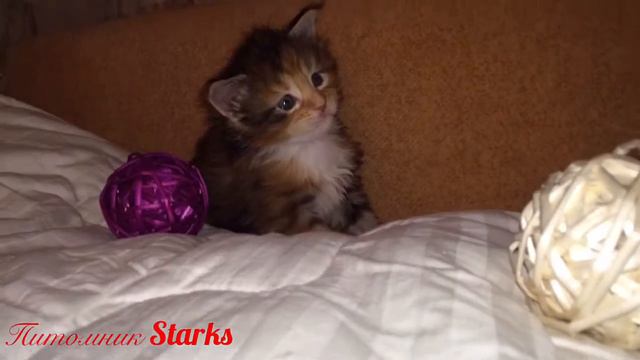 Котенок мейн-кун Анфиса учится играть с мячиком. смотреть онлайн