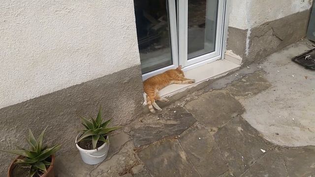 КОТангенс угла.Котик Луси днем спит безпробудным сном.. смотреть онлайн