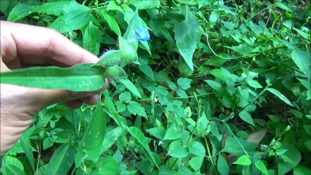 Blueray (Commelina forskaolii) смотреть онлайн