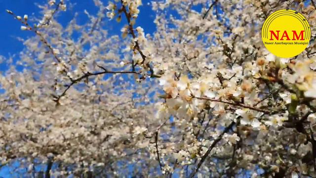 Feryal Öney _ Baharın qızıyam _ mus: Ələkbər Tağıyev _ söz: Zivər Ağayeva _ Fəryal Öney _ فریال اون смотреть онлайн