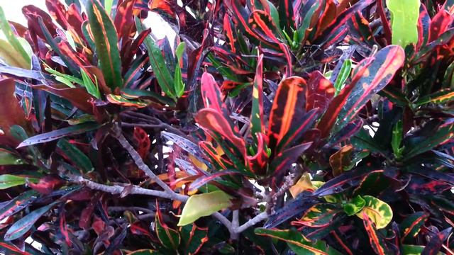 Croton Flower - Codiaeum HD 05 смотреть онлайн